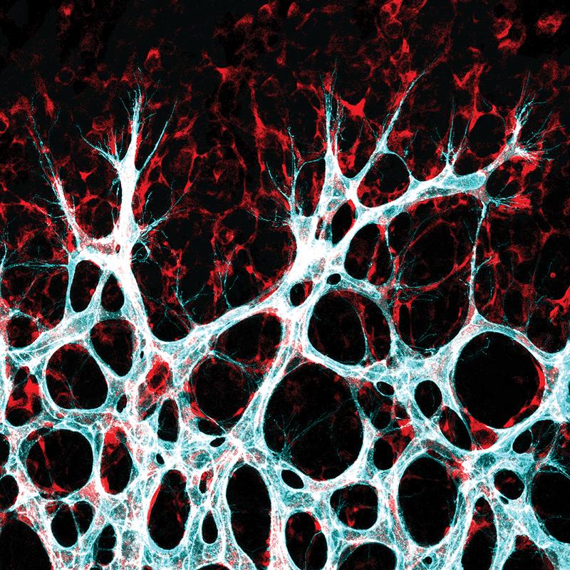 Wachsendes Blutgefäßnetzwerk in der Netzhaut der Maus: Zellen der Gefäßinnenwand – die Endothelzellen (türkis/weiß) – wandern in das umgebende Gewebe ein, um dort neue Verbindungen zu bilden. 
