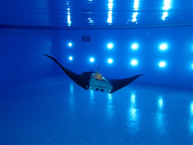 Unterwasser-Sensorik bringt auch über Wasser neue Erkenntnisse. Dem autonomen Unterwasserfahrzeug in Form eines Mantarochens des Projektpartners EvoLogics werden von Fraunhofer IZM-Forschenden auf der flexiblen Haut beider Flügel Sensormodule montiert.