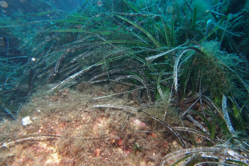 Seagrass meadows – as shown here in the photo – and gorgonian forests are also threatened in the Mediterranean Sea. According to a study by the University of Bremen, red algae mats could take on a special role as a refuge for many different animals.