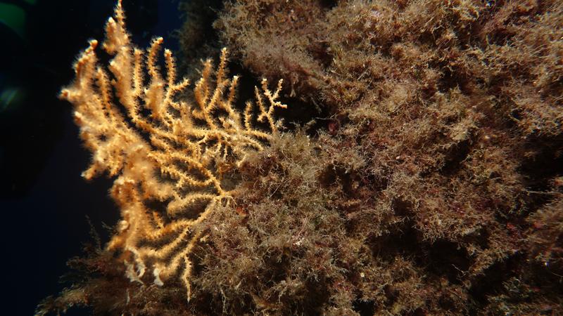 Red algae mats could act as a refuge habitat for invertebrates during difficult times.