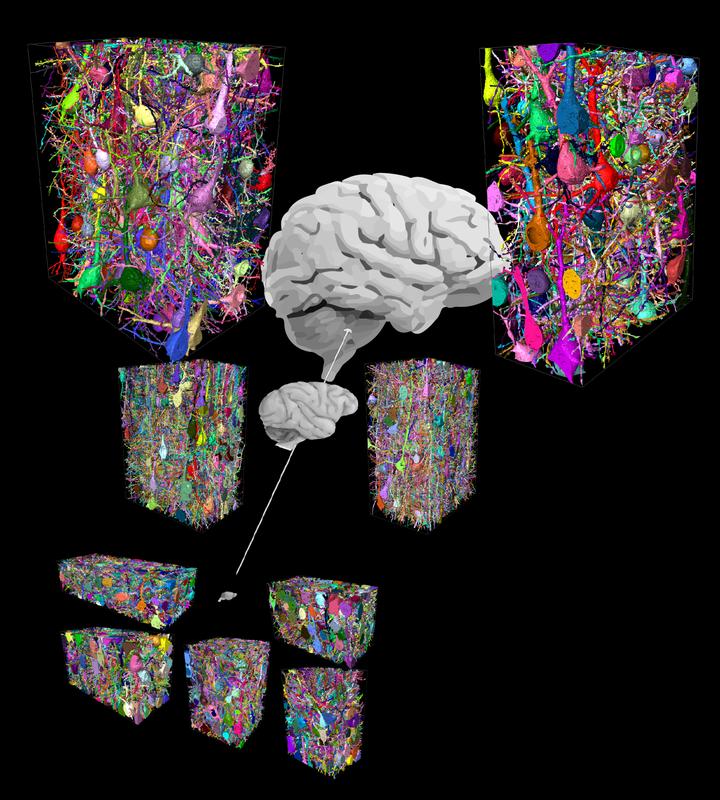 Neuronal networks from mouse, macaque and human cortex. Connectomic comparison using 3-dimensional electron microscopy of brain biopsies, reveals novel interneuron-to-interneuron network in human that is largely absent in mice.