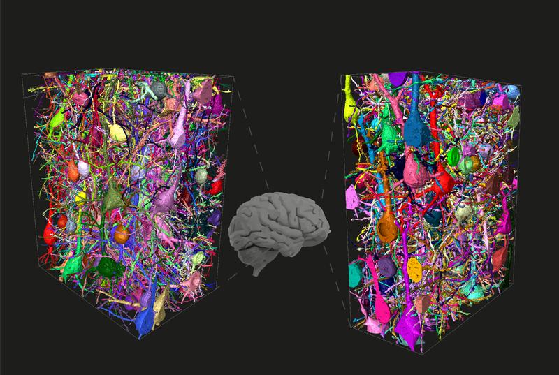 Menschliche neuronale Netzwerke, kartiert in verschiedenen Teilen der Großhirnrinde. Ein konnektomischer Vergleich mit Mäusen ergab, dass die Interneuron-zu-Interneuron-Netzwerke beim Menschen massiv erweitert sind.