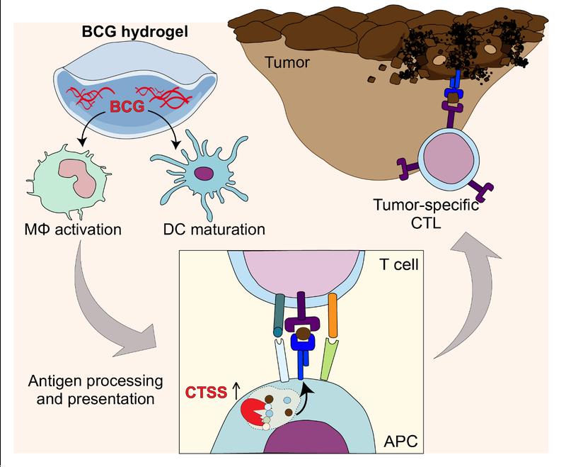 Behandlung von schwarzem Hautkrebs mit BCG-Hydrogel führt zu einer verbesserten Antigenverarbeitung und Präsentation von tumorassoziierten Antigenen, wodurch das Metastasierungspotenzial verringert und die Überlebensrate erhöht wird.