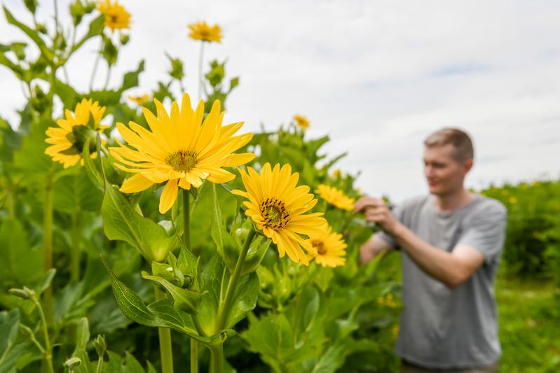 Die Durchwachsene Silphie gilt als konkurrenzfähiges Alternativsubstrat, im Projekt GärrestUmbruch interessierte die Wissenschaftler, wie Landwirte Dauerkulturen möglichst umweltverträglich vom Acker entfernen können.