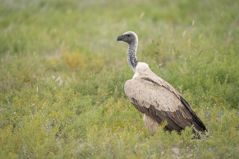 Weißrückengeier (Gyps africanus) im Etosha-Nationalpark