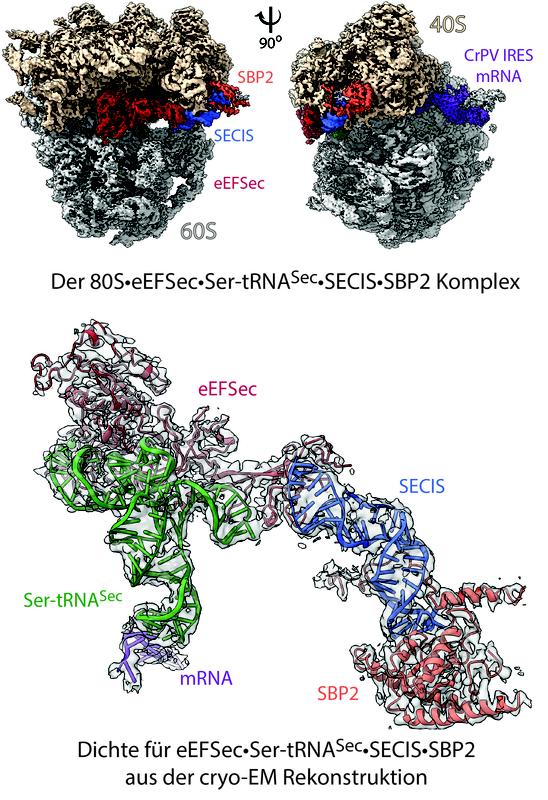 Struktur des „Selenosoms“, dreidimensionale Kryo-EM-Rekonstruktion des ribosomalen Komplexes mit einer Auflösung von 2,8 Ångström (oben). Zu sehen sind die ribosomalen 40S- und 60S-Untereinheiten, gekennzeichnet sind die Bindungselemente (Liganden).