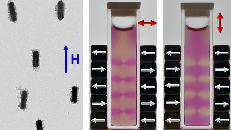 Elektronenmikroskopische Aufnahme von mit Eisenoxidnanopartikeln dekorierten Goldnanostäben und deren Ausrichtung im Magnetfeld. 