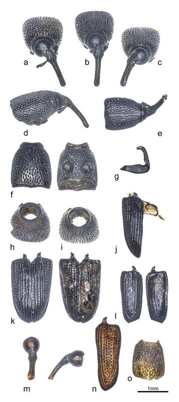 Nachgewiesene Teile des Exoskeletts vom Kornkäfer (Sitophilus granaries): Kopf und Halsschild, (a, b, c, d, e, f, h, I, m, o); Extremität (g);Flügeldecken (j, k, l, n).