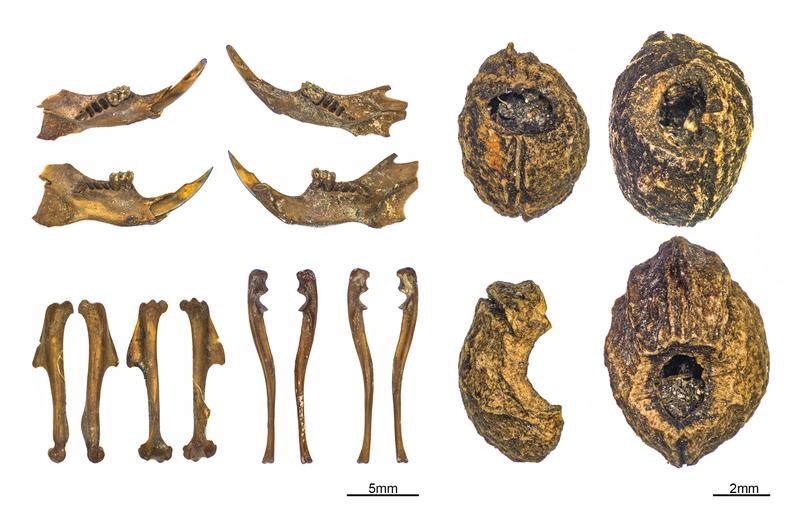 Unterkiefer und Armknochen von Waldmäusen (Apodemus cf. sylvaticus) und Schlehensteine mit Nagespuren von Mäusen.