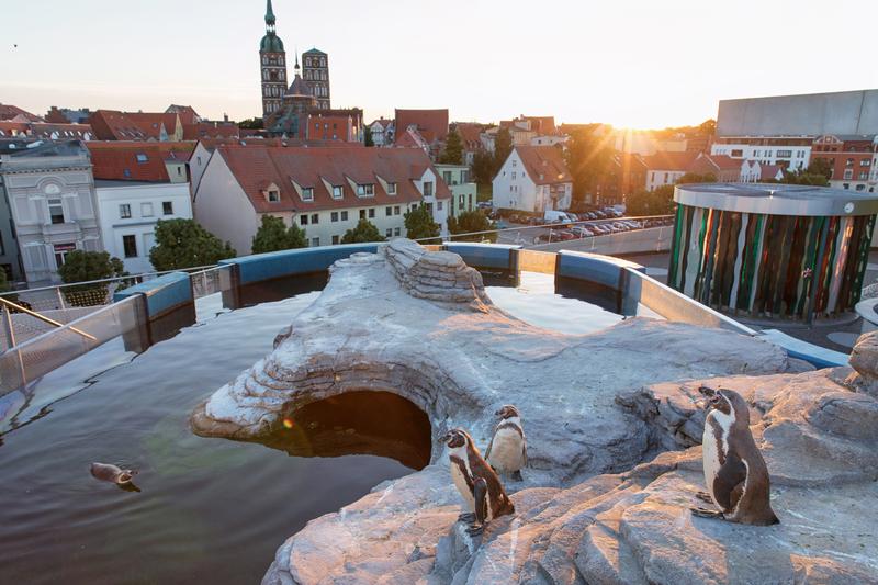 Penguins at the Ozeaneum Stralsund, Germany