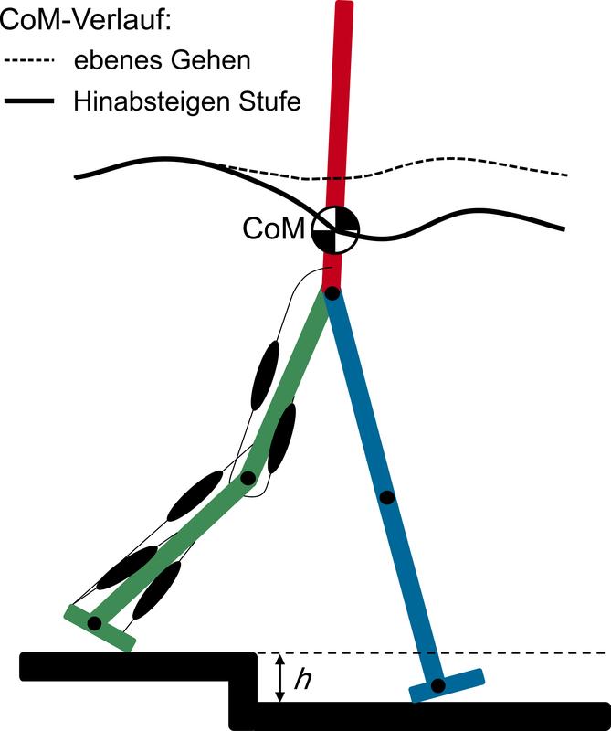 Neuromuskuläres Modell zum Gehen auf unebenem Boden. Durch antizipative Anpassungen der Beinmuskeln kann der Körperschwerpunkt (CoM) bereits vor einer Untergrundänderung angepasst werden.