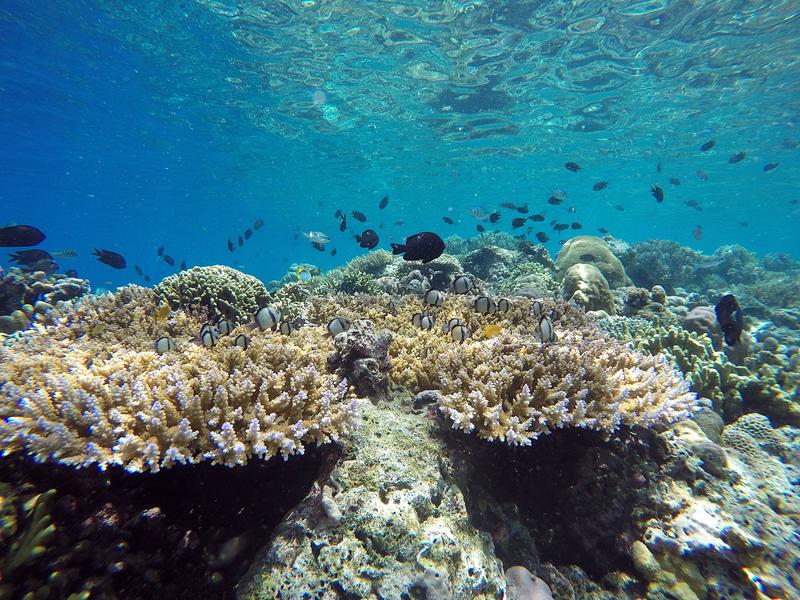 Korallenriff vor Nord-Sulawesi, Indonesien 
