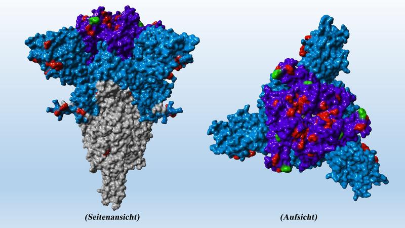 Das Spike-Protein der SARS-CoV-2 Omikron-Variante besitzt mehrere Mutationen (rot), die der Omikron-Variante eine erhöhte Resistenz gegenüber Antikörpern verleihen. Für die neue Untervariante BA.5, wurden nun noch zusätzliche Mutationen beobachtet .