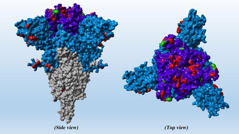 Compared to the spike protein of the original virus, SARS-CoV-2 Omicron variant harbors several mutations (red), which confer a high level of resistance against antibodies. The novel Omicron subvariant BA.5 has additional mutations (green).