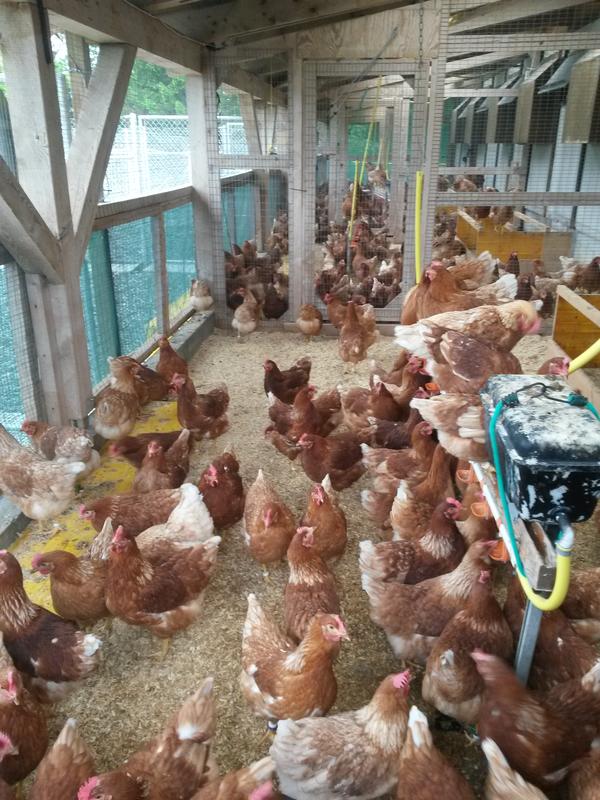 Forschende am Zentrum für tiergerechte Haltung von Geflügel und Kaninchen (ZTHZ) in Zollikofen konnten zeigen, wie Hühner eine Umgebung nutzen, die einem kommerziellen Legehennenstall entspricht. Zum Beispiel halten die Hennen anscheinen