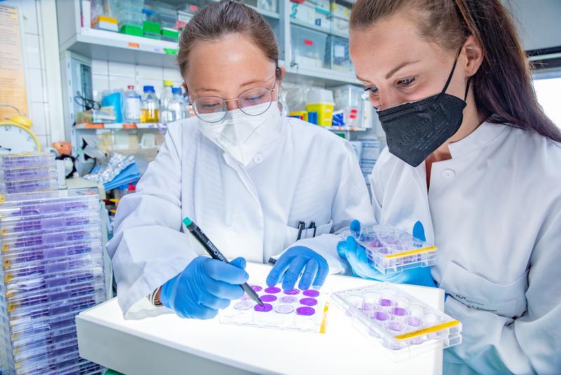 Dr. Amelie Wachs (links) und Talia Schneider in einem Labor des Instituts für Virologie. Sie werten so genannte Plaque Assays aus, für die Zellkulturplatten mit Coronaviren infiziert wurden. 