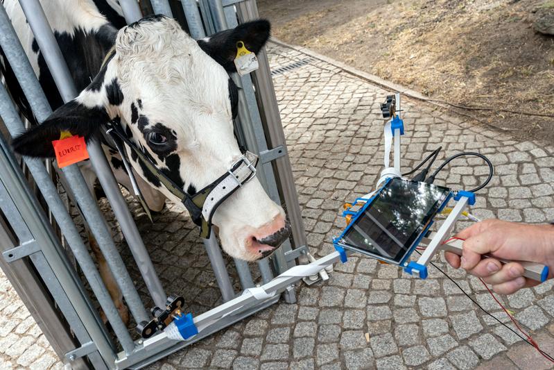 11. Leipziger Tierärztekongress: Mit moderner Sensortechnik wird die Augentemperatur von Kuh Elfriede gemessen, um ihren Stresslevel beurteilen zu können. 