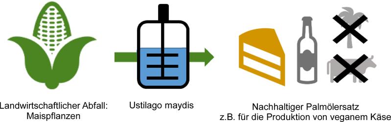 NextVegOil will aus Abfällen der Maisernte biotechnologisch mithilfe des Pilzes Ustilago maydis ein Pflanzenöl erzeugt werden, das in Zukunft Palmöl ersetzen kann. Dieses Öl kann dann beispielsweise zur Herstellung veganen Käses eingesetzt werden.