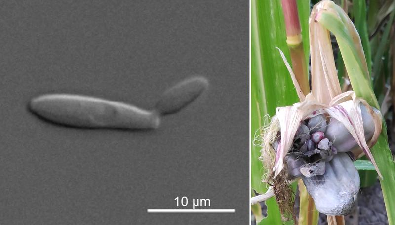 Der einzellige Pilz Ustilago maydis (links: mikroskopische Aufnahme) ist der Erreger der Pflanzenkrankheit Maisbeulenbrand (rechts: Foto einer befallenen Pflanze). Der Pilz kann genetisch so verändert werden, dass er mikrobielles Öl produziert. 