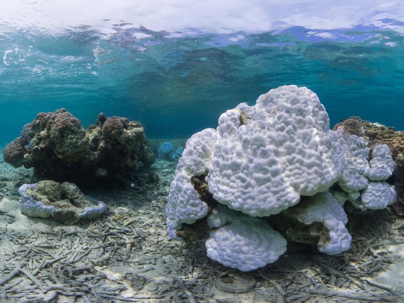 Die Korallenriffe sich nach wie vor stark gefährdet. Die 15. Weltkorallenriffkonferenz zeigte Lösungsmöglichkeiten auf, um Wege aus der Korallenriffkrise zu finden. Korallenbleiche in Okinawa, Südjapan.