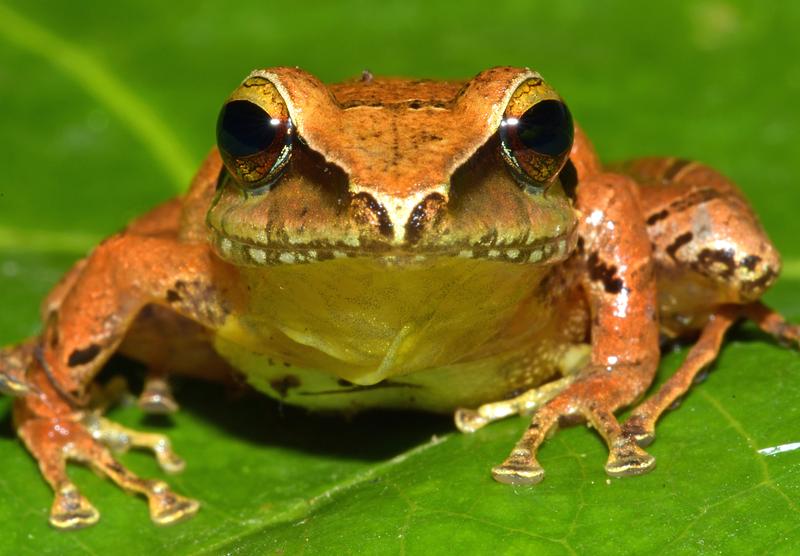 Exemplar der nach 40 Jahren wiederentdeckten Froschart Pristimantis nebulosus aus der Cordillera Azul in Peru