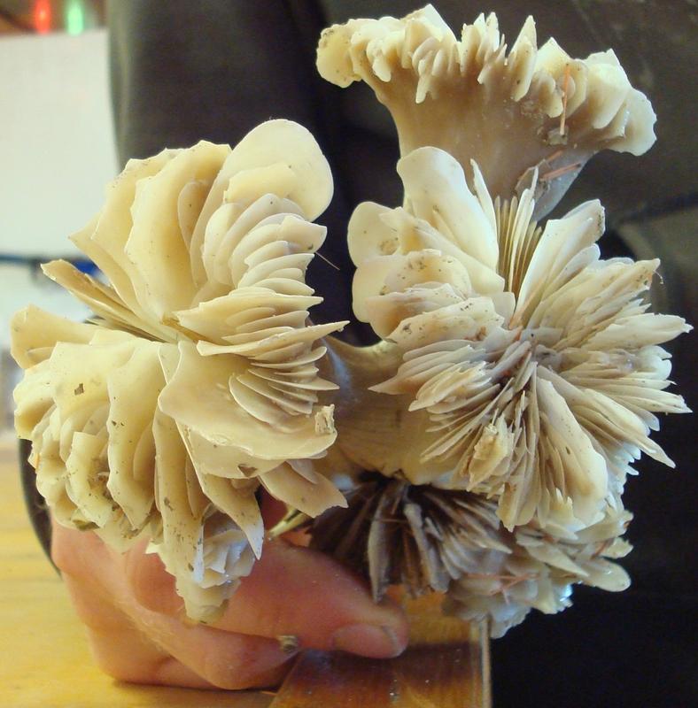Some fossil specimens of the cold water coral Desmophyllum dianthus from the Tasman Sea. 