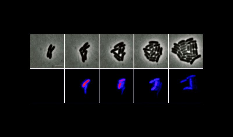 Zeitraffer-Mikroskopieaufnahmen einer wachsenden Sinorhizobium meliloti-Kolonie. Die Fluoreszenzbilder zeigen die puls-artige Synthese jenes Enzyms, das die Signalmoleküle oder Autoinducer herstellt (vollst. BU: <www.uni-marburg.de>)