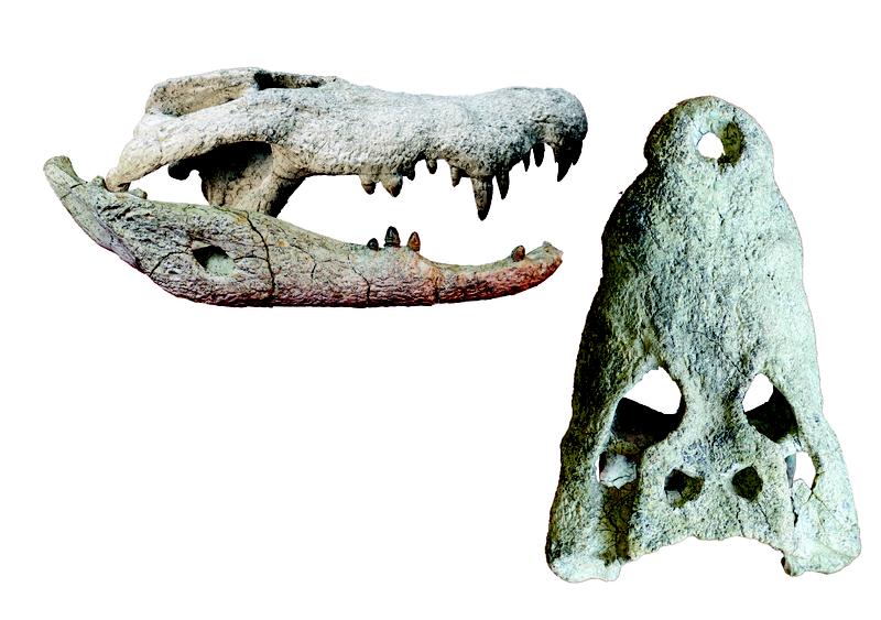 Die als „Riesenzwergkrokodile“ bezeichneten, neu entdeckten Arten lebten vor 15 bis 18 Millionen Jahren in Ostafrika. Charakteristisch sind die kurze, tiefe Schnauze und die großen, konischen Zähne. 