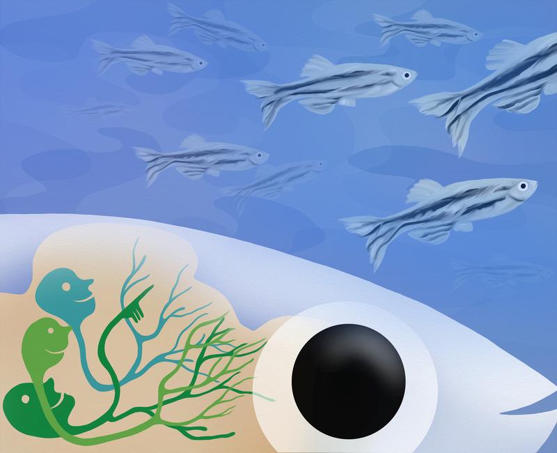 A specialized brain region enables zebrafish to detect and approach nearby conspecifics.