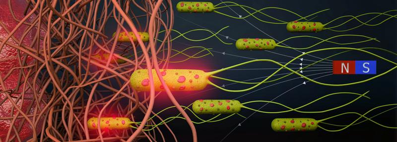 Schematische Darstellung Bakterien-basierter biohybrider Mikroroboter, die magnetisch durch faserige Umgebungen geführt werden. Die biohybriden Mikroroboter können ihre Medikamentenlast dann bei Bestrahlung mit Nahinfrarotlicht freisetzen. 