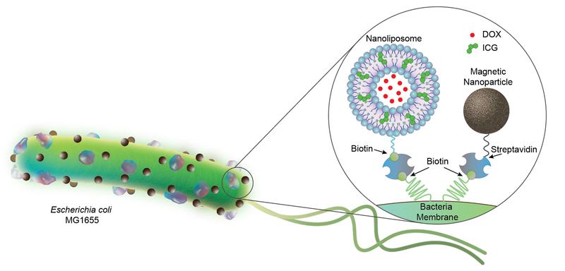 Bacterial biohybrids carrying nanoliposomes (200 nm) and magnetic nanoparticles (100 nm). Nanoliposomes are loaded with chemotherapeutic DOX and photothermal agent ICG, and both cargoes are conjugated to E. coli bacteria (2 to 3 µm in length)