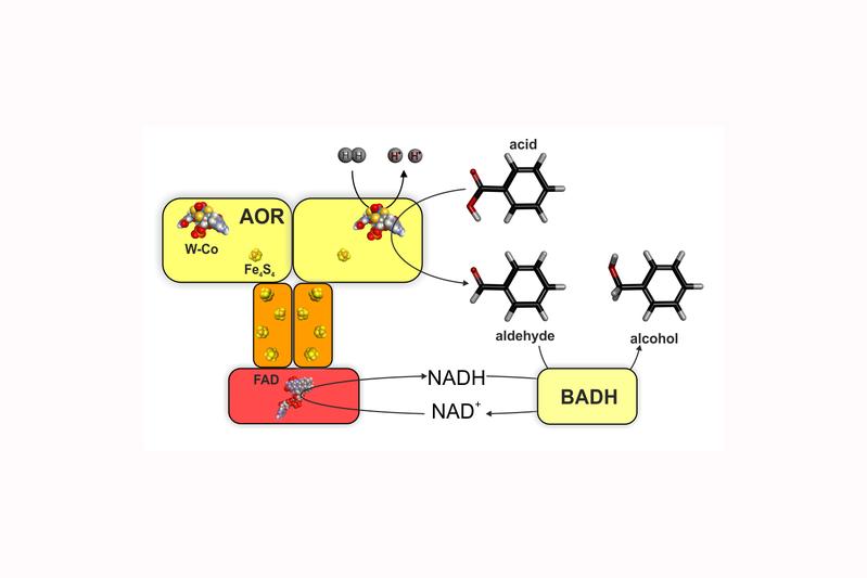 Wasserstoff-abhängige Produktion von Benzylalkohol aus Benzoesäure mittels des Wolfram-Enzyms Aldehyd-Oxidoreductase (AOR) und einer Benzylalkohol-Dehydrogenase (BADH). 
