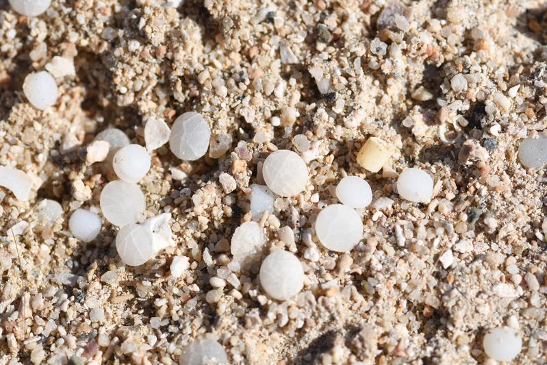 Kunststoffpellets am Strand: Der zerfall der Partikel ist bereits deutlich vorangeschritten.