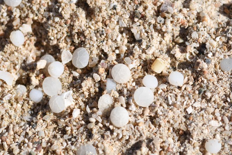 Kunststoffpellets am Strand: Der zerfall der Partikel ist bereits deutlich vorangeschritten.