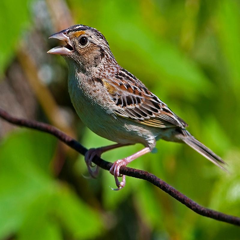 The grasshopper sparrow (Ammodramus savannarum), a grassland specialist, has not fully adjusted its distribution and abundance to changing climatic conditions. 
