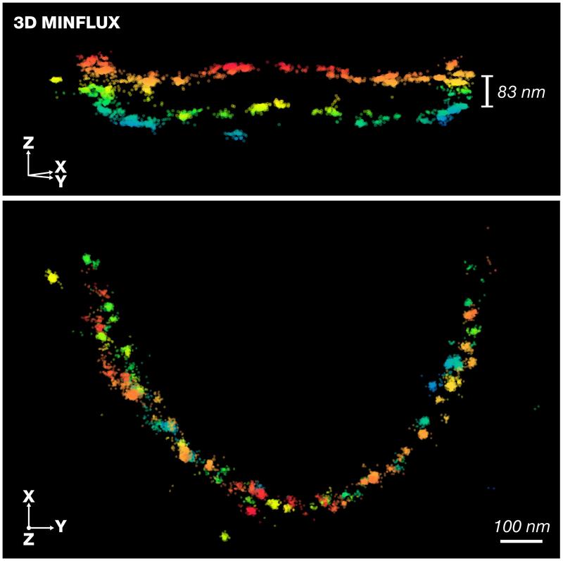 3D-MINFLUX-Aufnahme des Proteins bassoon in den Synapsen von Stäbchenphotorezeptoren.