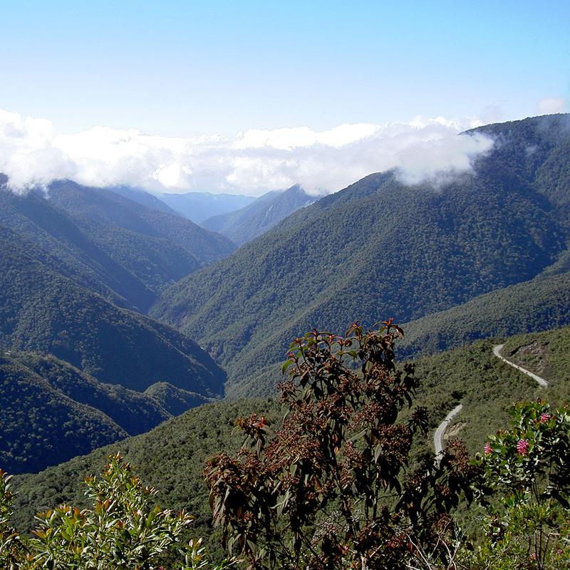 Central Andean (Yungas) Montane & Upper Montane Humid Forest.