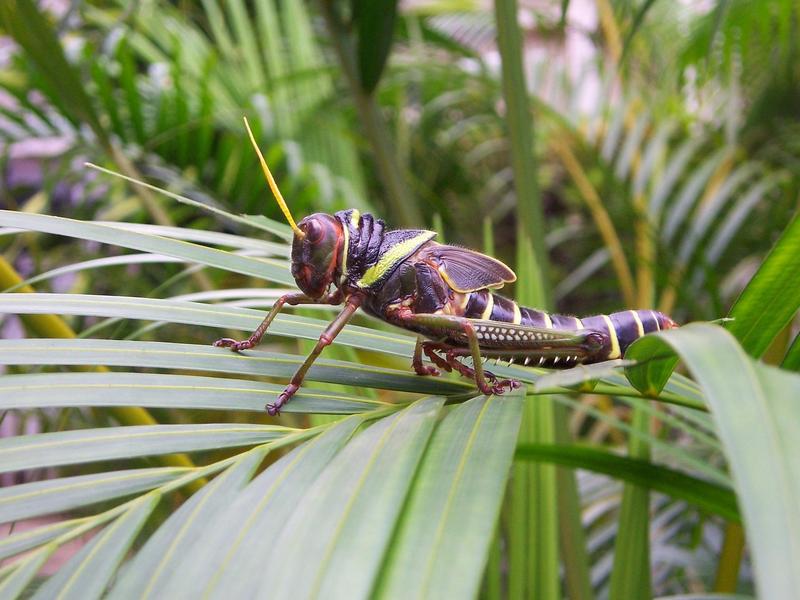 The scientific literature only covers a small part of the species diversity. Insect species, especially those in the species-rich tropical regions, have been very little researched and are hardly considered in biodiversity assessments.