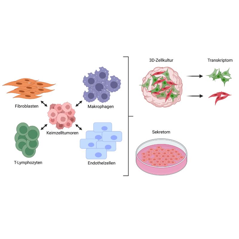 Vereinfachte Zusammenfassung des Aufbaus der Studie. Veränderungen im Transkriptom wurden nach 3D-Co-Kultur untersucht. Das Sekretom der Zellpopulationen wurde mittels Massenspektrometrie vermessen. Erstellt mit BioRender.com.