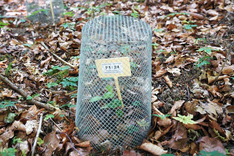 The seeds and young seedlings must be protected from voracious predators with these metal baskets, called seed protectors. 