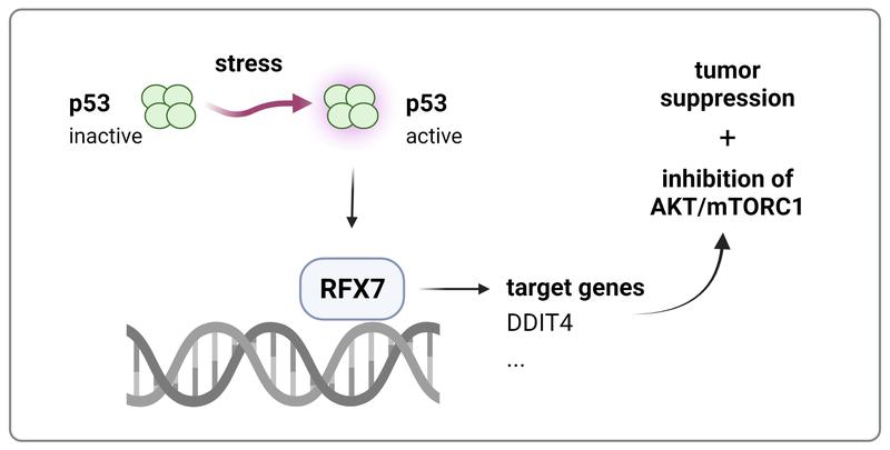 Stress activates p53. This leads to the activation of RFX7, which, like p53, is a transcription factor and tumor suppressor. RFX7 inhibits the kinases AKT and mTORC1, important regulators of cell growth, which may enable RFX7 to suppress cancer. 