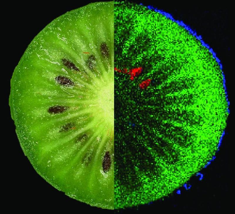 Inhaltsstoffe einer Kiwi: grün = Zucker, blau = Polyphenol, rot = kiwitypisches Lipid.