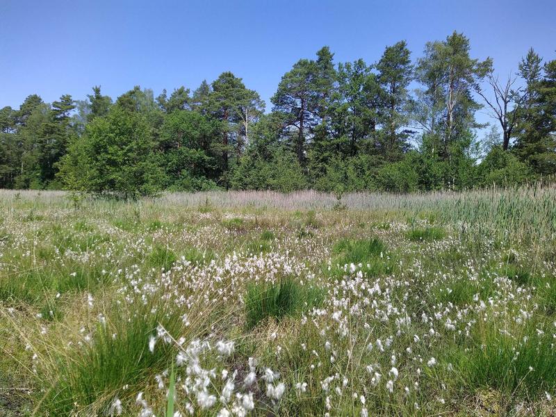 Der Obere Eichteich ist ein Moorstandort mit dem dafür charakteristischen Wollgras, der durch Schilfschnitt gefördert werden soll. 