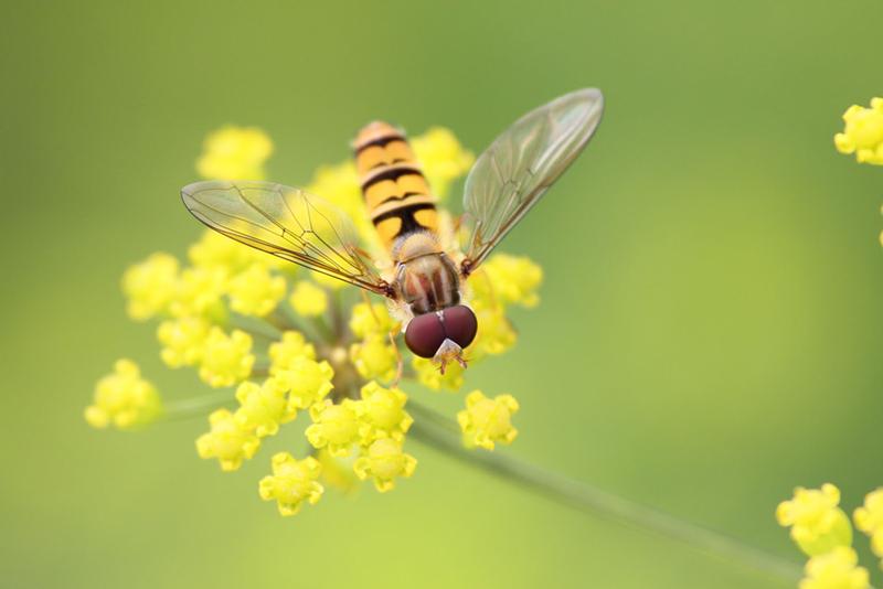 Schwebfliegen (Syrphidae) sind wichtige Nützlinge im biologischen Pflanzenschutz. In Europa kommen mehrere hundert Arten vor. Etwa ein Drittel dieser Arten ernährt sich von Blattläusen oder anderen kleinen blattfressenden Insekten. 