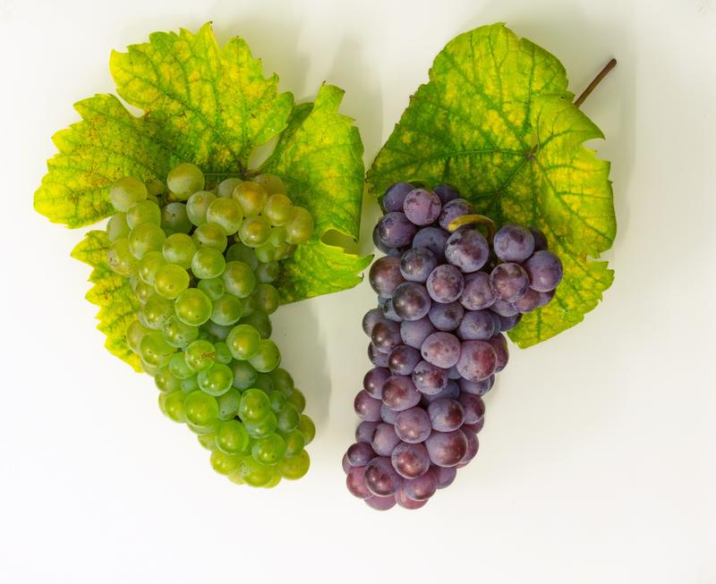 Name twins with a color difference: the white wine grape varieties white and red Riesling. 