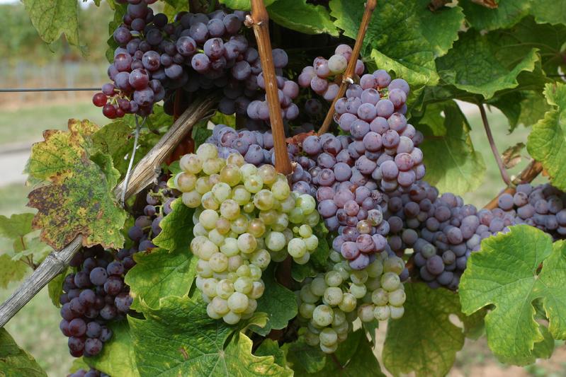 Lured the experts onto the wrong track at first: the spontaneous reversion of the Red Riesling to partially white grapes.