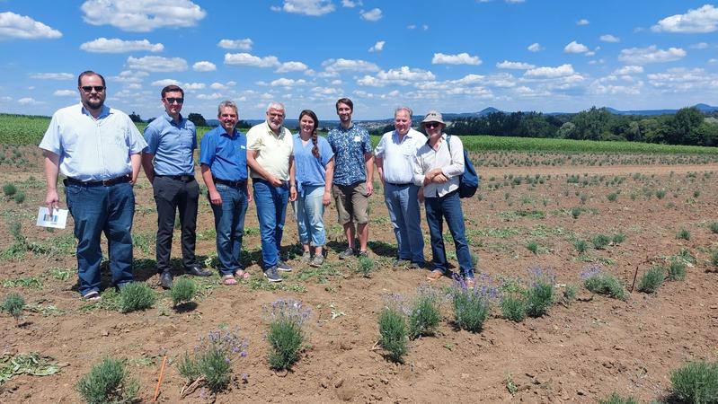 Das Projektteam AlbLavendel auf dem Versuchsfeld bei Bad Boll (v.li). Benjamin Ewert, Stephan Baz, Thomas Stegmaier, Jamal Sarsour (alle DITF), Carolin Weiler (Universität Hohenheim); Peter Schmich, Ralf Kunert, Matthias Adam (alle naturamus) 