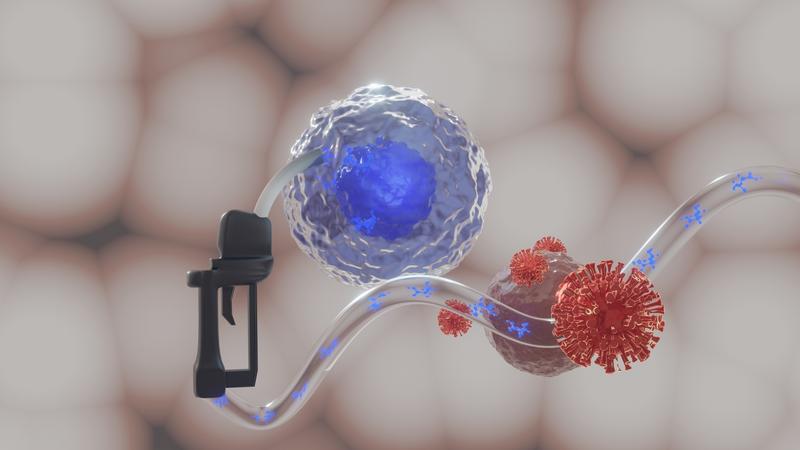 Illustration: Wenn T-Zellen (blau-weiße Kugel) Energie in Form von Ketonkörpern (blau) tanken, können sie schlagkräftiger gegen Viren vorgehen. 