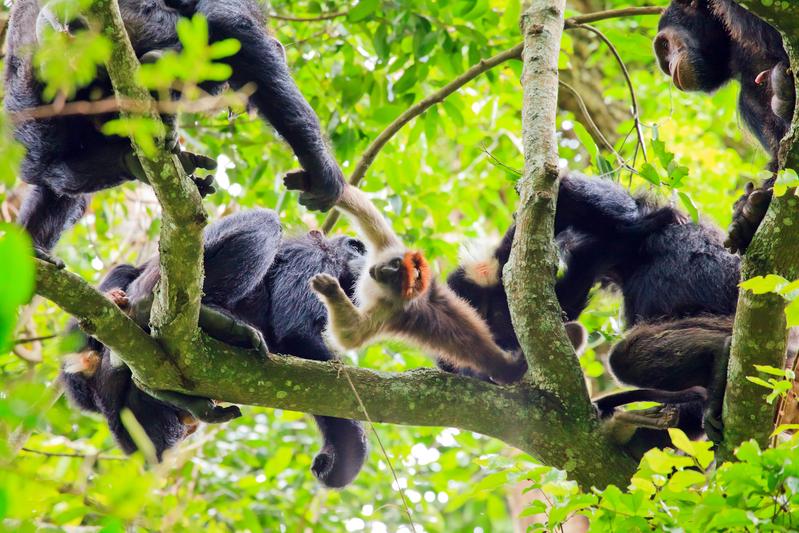 Hoch oben in den Baumkronen jagt eine Gruppe Schimpansen eine kleinere Primatenart: einen Stummelaffen.