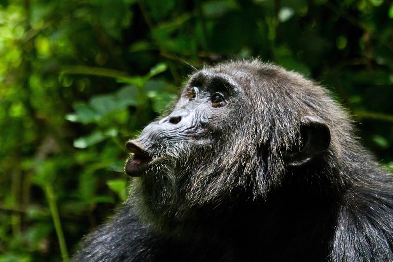 Mit spezifischen Rufen, dem sogenannten «Jagdbellen», rekrutieren Schimpansen weitere Gruppenmitglieder für die Jagd.